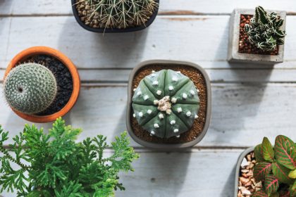 5 головних правил по догляду за вашими кімнатними рослинами