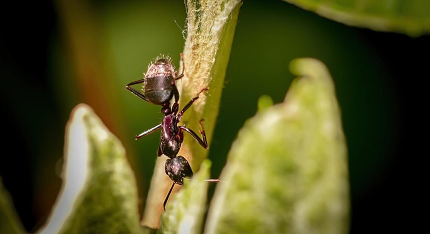 Чому не варто вбивати мурах у саду: причина №1