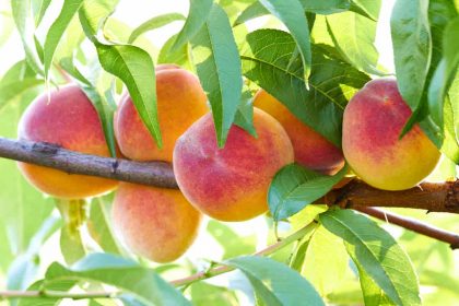 Як виростити персикове дерево з кісточки: 5 простих кроків