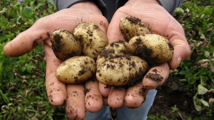 Як правильно збирати і зберігати картоплю