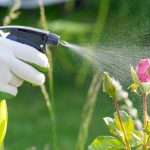 Як зробити натуральний фунгіцид, який не зашкодить рослинам