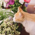 Як виростити траву для котів, щоб вона принесла користь вашому пухнастому другу
