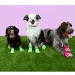 Crocs Pet, крокси, крокси для собак