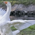 «Как с гуся вода»