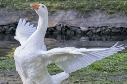 «Как с гуся вода»