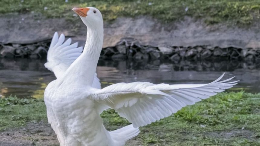 «Как с гуся вода»