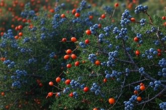 кущі від нечисті