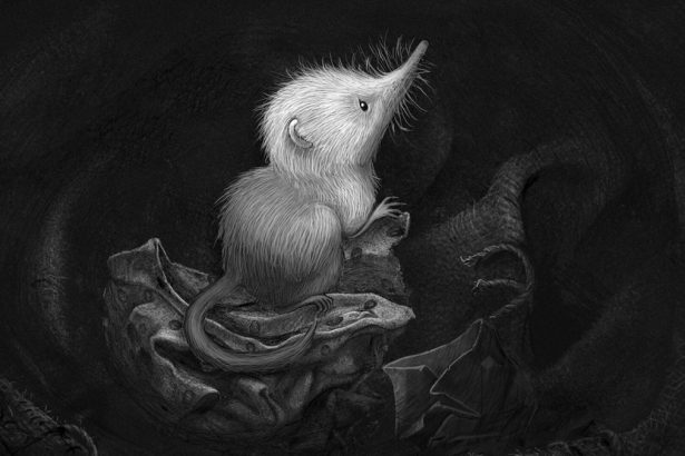 «Little Shrew»