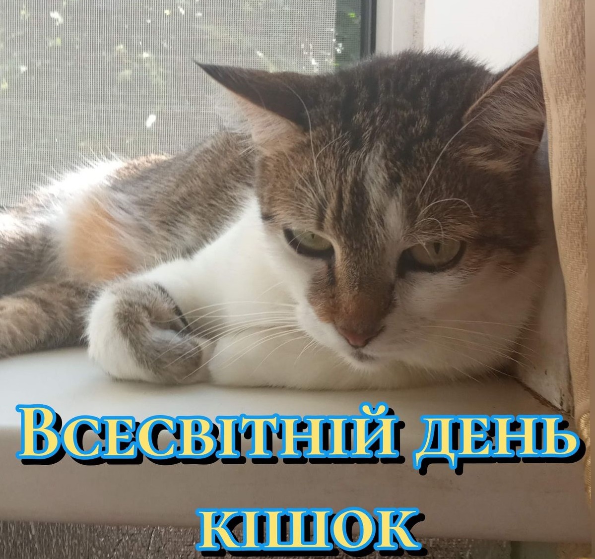 Наймиліші привітання для справжніх котоманів