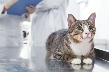 Коти дуже чутливі тварини.