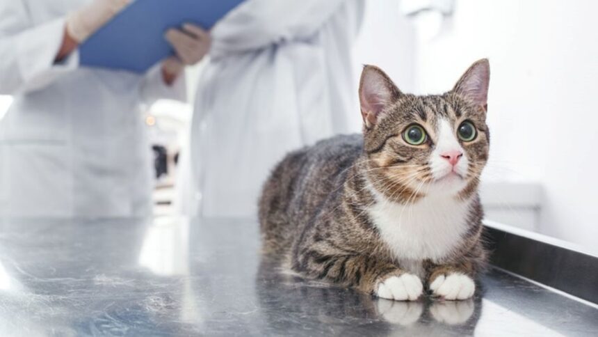 Коти дуже чутливі тварини.