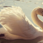 На Одещині зафіксували майже 2000 лебедів: чому вони зібралися саме тут та відео очевидців