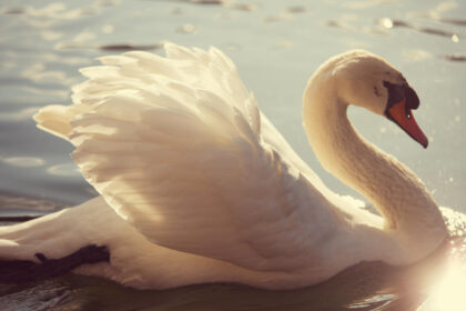 На Одещині зафіксували майже 2000 лебедів: чому вони зібралися саме тут та відео очевидців