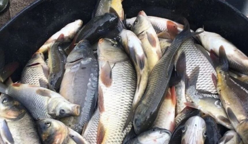 ціна на рибу, раби, подорожчення, морепродукти