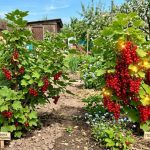 яка різниця між смородиною і порічкою