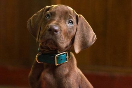 Scooby-Doo Origins, Скубі-Ду, Netflix, серіали Netflix, прем'єра 2027