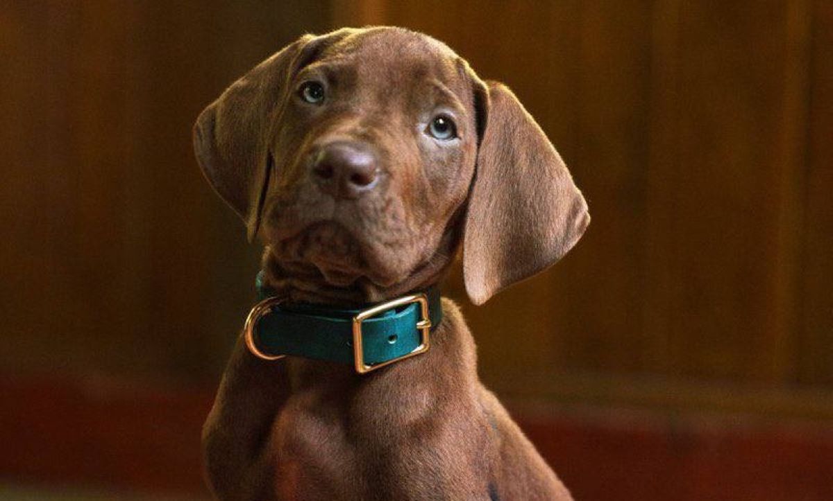 Scooby-Doo Origins, Скубі-Ду, Netflix, серіали Netflix, прем'єра 2027